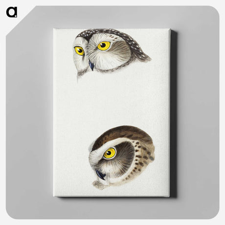 2-85_John-Gould_canvas
