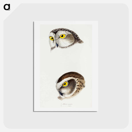 アートポストカード-Australian Owls
 - ジョン グールド Postcard.