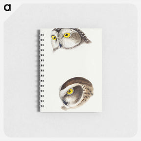 アートメモ帳-Australian Owls
 - ジョン グールド Memo.