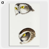 2-85_John-Gould_picture-crop