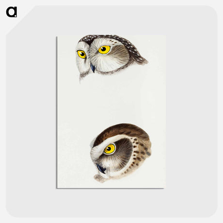 アートポストカード-Australian Owls
 - ジョン グールド Postcard.