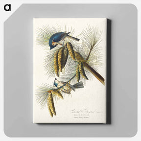 アートパネル-Crested Titmouse
 - ジョン ジェームス オーデュボン Canvas.