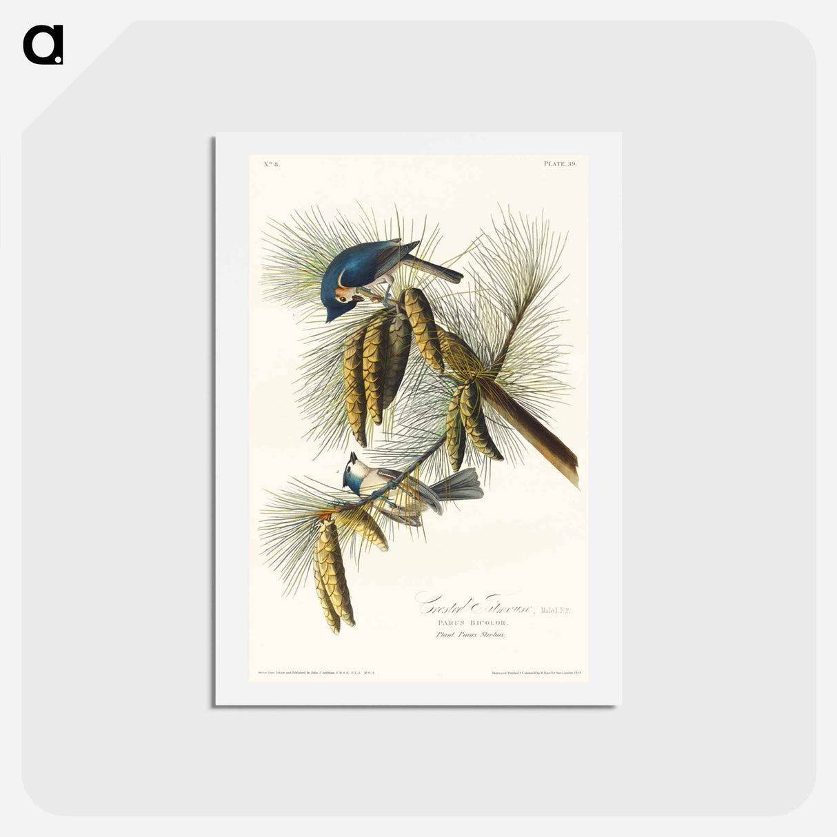 アートポストカード-Crested Titmouse
 - ジョン ジェームス オーデュボン Postcard.