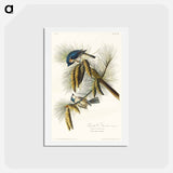 アートポストカード-Crested Titmouse
 - ジョン ジェームス オーデュボン Postcard.