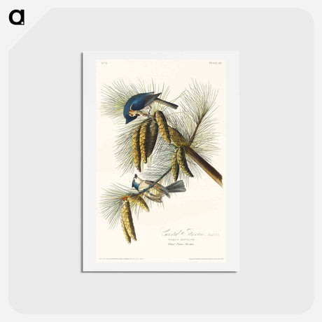 アートポストカード-Crested Titmouse
 - ジョン ジェームス オーデュボン Postcard.