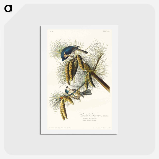 アートポストカード-Crested Titmouse
 - ジョン ジェームス オーデュボン Postcard.