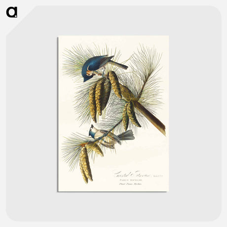 アートポストカード-Crested Titmouse
 - ジョン ジェームス オーデュボン Postcard.