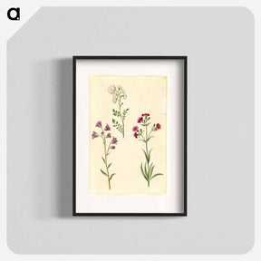 アートポスター-Cardamine pratensis, Campanula rotundifolia, and Silene vulgaris
 - マリア ジビーラ メーリアン Poster.