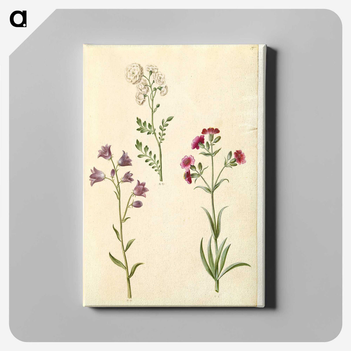 2-85_Maria-Sibylla-Merian_canvas