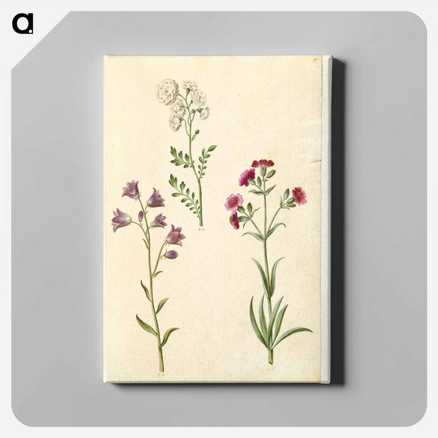 アートパネル-Cardamine pratensis, Campanula rotundifolia, and Silene vulgaris
 - マリア ジビーラ メーリアン Canvas.