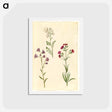アートポストカード-Cardamine pratensis, Campanula rotundifolia, and Silene vulgaris
 - マリア ジビーラ メーリアン Postcard.