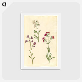 アートポストカード-Cardamine pratensis, Campanula rotundifolia, and Silene vulgaris
 - マリア ジビーラ メーリアン Postcard.