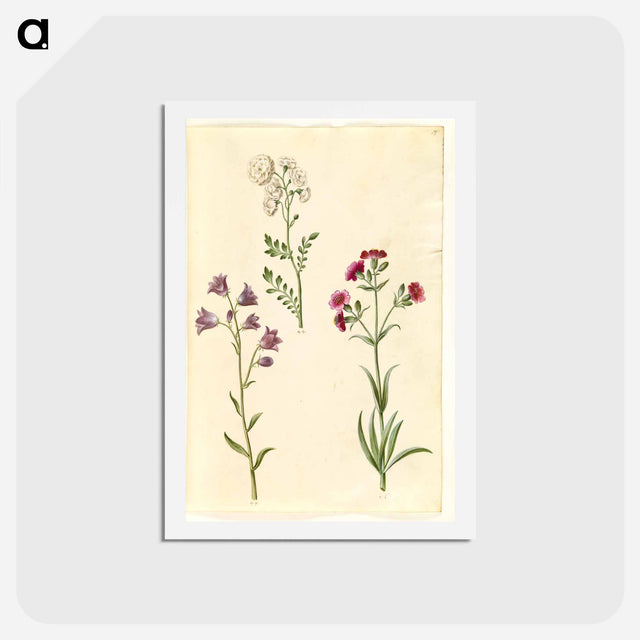 アートポストカード-Cardamine pratensis, Campanula rotundifolia, and Silene vulgaris
 - マリア ジビーラ メーリアン Postcard.