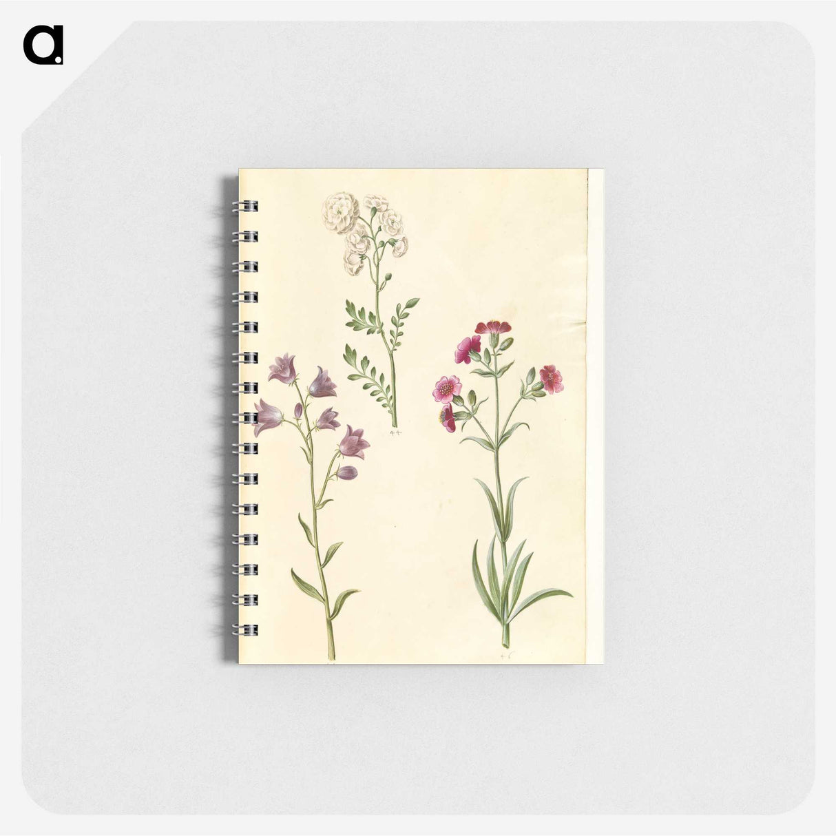 2-85_Maria-Sibylla-Merian_memo