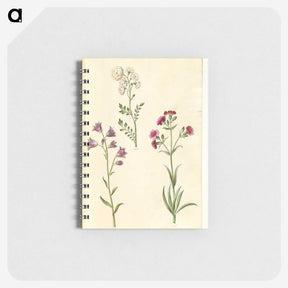 2-85_Maria-Sibylla-Merian_memo