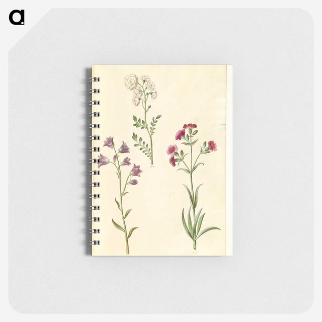 2-85_Maria-Sibylla-Merian_memo