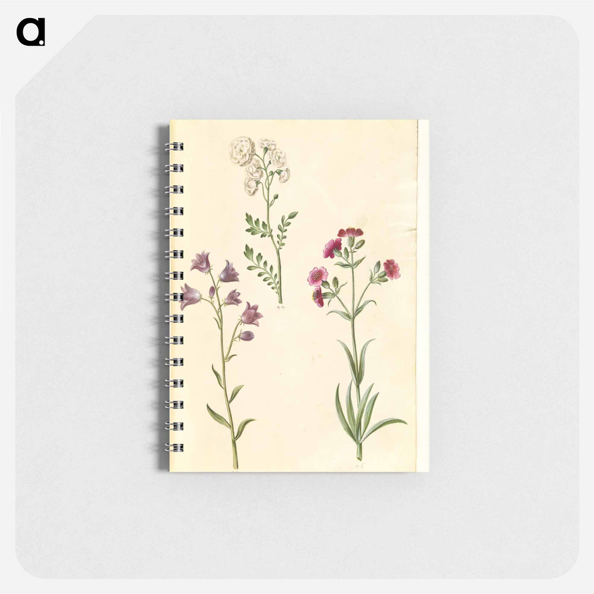 アートメモ帳-Cardamine pratensis, Campanula rotundifolia, and Silene vulgaris
 - マリア ジビーラ メーリアン Memo.