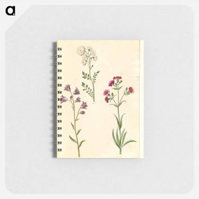 アートメモ帳-Cardamine pratensis, Campanula rotundifolia, and Silene vulgaris
 - マリア ジビーラ メーリアン Memo.