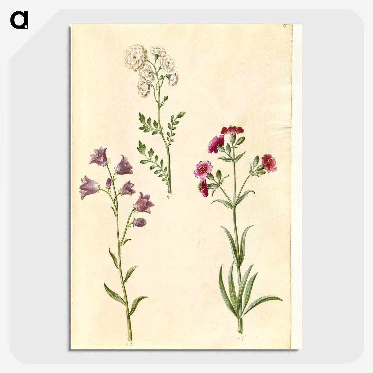 2-85_Maria-Sibylla-Merian_picture-crop