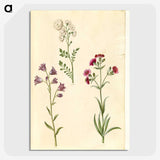 2-85_Maria-Sibylla-Merian_picture-crop