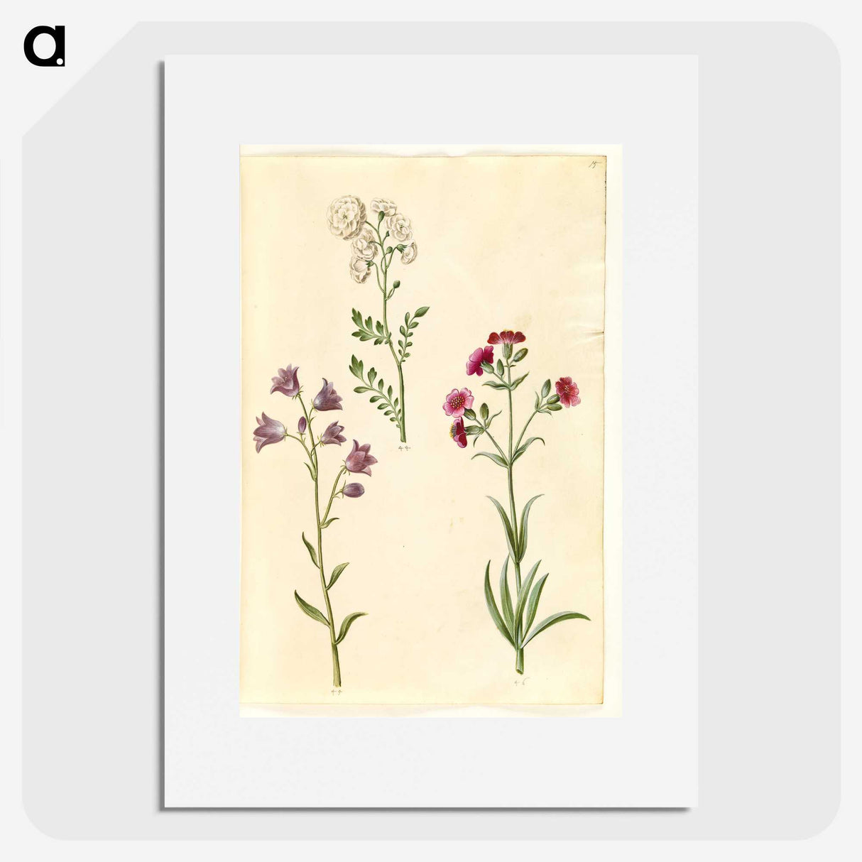 2-85_Maria-Sibylla-Merian_picture