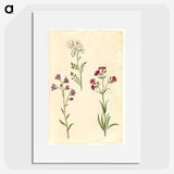 2-85_Maria-Sibylla-Merian_picture