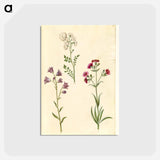 アートポストカード-Cardamine pratensis, Campanula rotundifolia, and Silene vulgaris
 - マリア ジビーラ メーリアン Postcard.