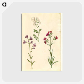 2-85_Maria-Sibylla-Merian_postcard