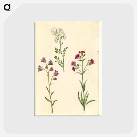 アートポストカード-Cardamine pratensis, Campanula rotundifolia, and Silene vulgaris
 - マリア ジビーラ メーリアン Postcard.