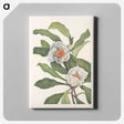 2-85_Mary-Vaux-Walcott_canvas