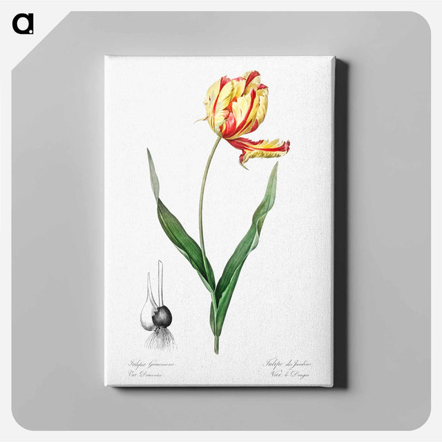 アートパネル-Didier's tulip illustration from Les liliacées - ピエール ジョゼフ ルドゥーテ Canvas.