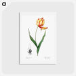 アートポストカード-Didier's tulip illustration from Les liliacées - ピエール ジョゼフ ルドゥーテ Postcard.