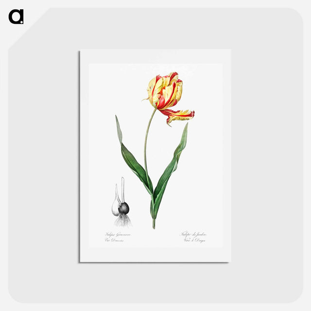 アートポストカード-Didier's tulip illustration from Les liliacées - ピエール ジョゼフ ルドゥーテ Postcard.
