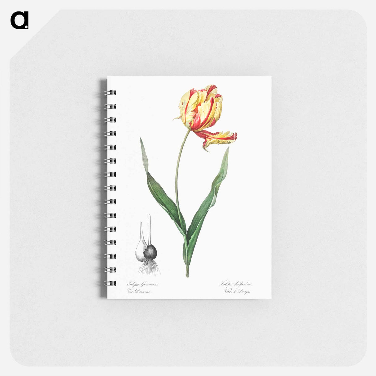 Didier's tulip illustration from Les liliacées - ピエール ジョゼフ ルドゥーテ Memo.