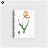 Didier's tulip illustration from Les liliacées - ピエール ジョゼフ ルドゥーテ Memo.