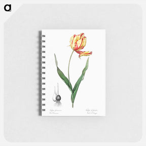 アートメモ帳-Didier's tulip illustration from Les liliacées - ピエール ジョゼフ ルドゥーテ Memo.