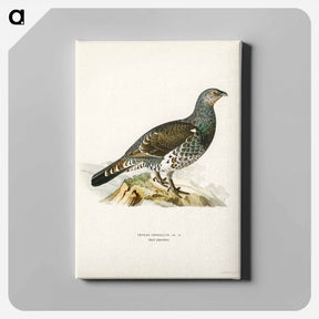 アートパネル-Tetrao Urogallus
 - スヴェンスカ フォグラル Canvas.