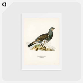 アートポストカード-Tetrao Urogallus
 - スヴェンスカ フォグラル Postcard.