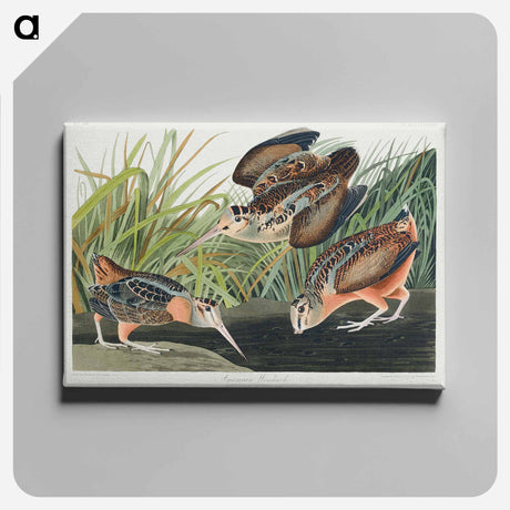 アートパネル-American Woodcock from Birds of America
 - アメリカの鳥たち Canvas.