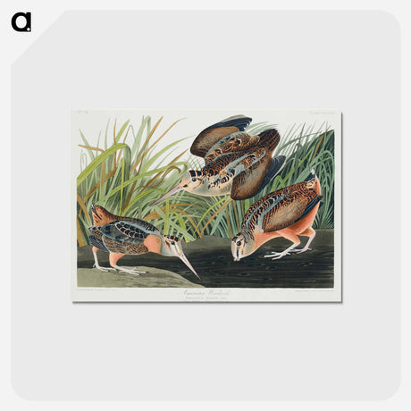 アートポストカード-American Woodcock from Birds of America
 - アメリカの鳥たち Postcard.