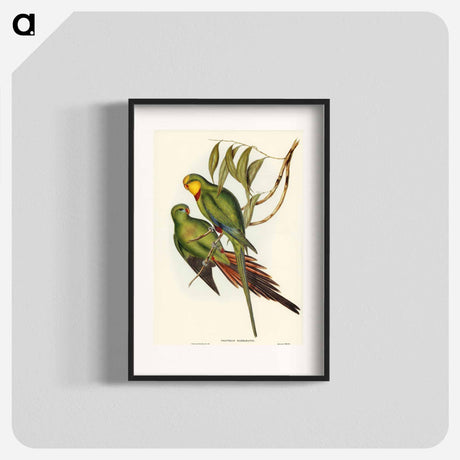 アートポスター-Black-tailed Parakeet
- オーストラリアの鳥 Poster.