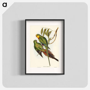 アートポスター-Black-tailed Parakeet
 - オーストラリアの鳥 Poster.