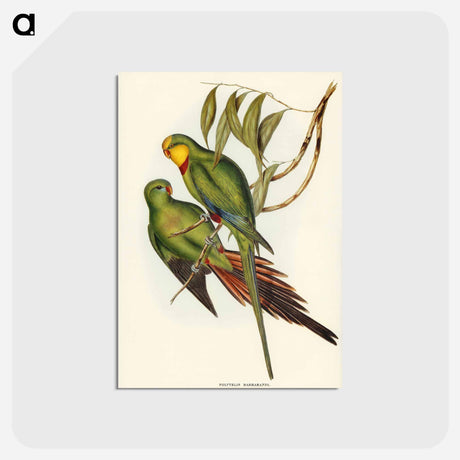 アートポストカード-Black-tailed Parakeet
 - オーストラリアの鳥 Postcard.