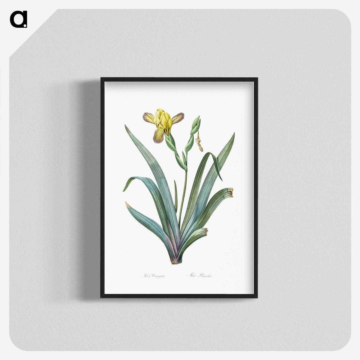 2-85_The-Lilies_blk-crop