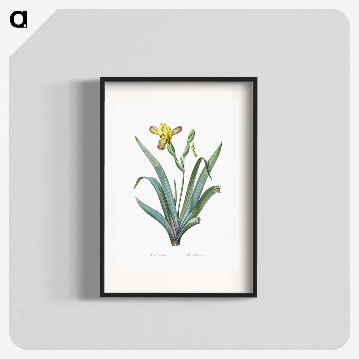 2-85_The-Lilies_blk