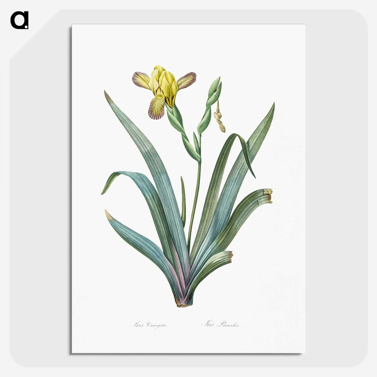 2-85_The-Lilies_picture-crop