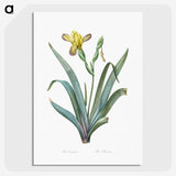 2-85_The-Lilies_picture-crop