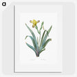 2-85_The-Lilies_picture