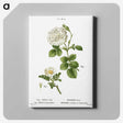 2-85_Treatise-on-Trees-and-Shrubs_canvas