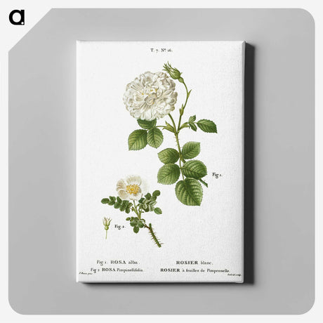 2-85_Treatise-on-Trees-and-Shrubs_canvas